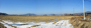 Frozen rice field.