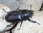 Lucanus cervus, a stag beetle