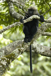 A Nilgiri leaf monkey.