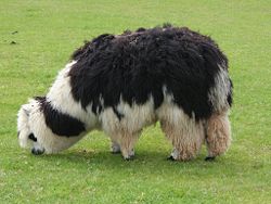 An unshorn alpaca grazing