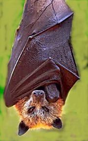 Giant golden-crowned flying fox, Acerodon jubatus, the largest bat