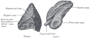 Gray's Anatomy Fig. 1183 – Suprarenal glands viewed from the front