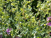 Nicotiana langsdorffii