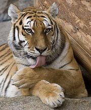 A Bengal tiger.