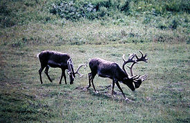 Caribou in Denali National Park, 1999