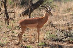 Impala ram from the Kruger National Park, South Africa.
