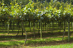 Kiwifruit orchard, North Island, New Zealand