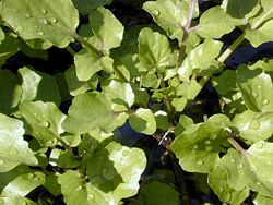 Nasturtium microphyllum, a watercress