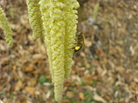 Honeybee collecting pollen from tree at end of winter. Location: Rušanj near Belgrade, Serbia.