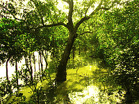 Sundari trees in Sundarbans, Bengal