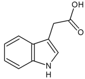 A member of the auxin family, the first group of plant hormones discovered.
