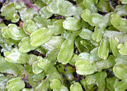 Liverwort gametophyte
