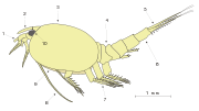 Diagram of Nebalia bipes, a member of the subclass Phyllocarida, showing the major features of the external anatomy: 1: Antennule; 2: Rostrum; 3: Carapace; 4: Abdomen / pleon; 5: Furca; 6: Telson; 7: Pleopods; 8: Antenna; 9: Thoracopods; 10: Eye