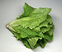 A Romaine lettuce