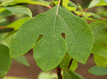 Trilobed leaf of S. albidum