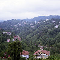 Tea plantation in Rize.