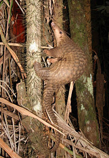 Sunda Pangolin, Manis javanica