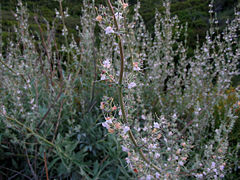 Salvia apiana