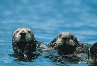 Sea Otters