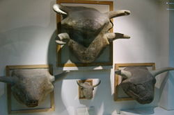 Bull and calf heads excavated at Çatalhöyük