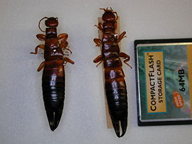 Two earwigs from Australia compared to a CF card—63 mm.