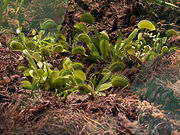 Typical variety of the venus flytrap