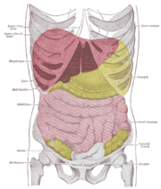 The liver (red) is a wedge-shaped organ positioned in the upper part of the human abdomen.