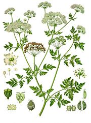 nineteenth century illustration of Conium maculatum