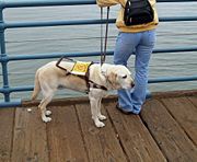 Labrador retrievers are often used as assistance dogs.