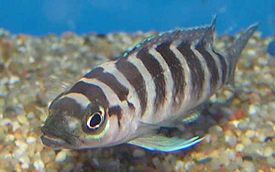 Neolamprologus cylindricus: One of many cichlid fish species of Tanganyika.