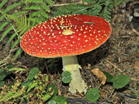 Amanita muscaria, the possible source of Haoma.