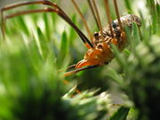 A harvestman (a male Phalangium opilio), showing the almost fused arrangement of abdomen and cephalothorax that distinguishes these arachnids from spiders.