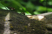 Ants in a Sumatran rainforest