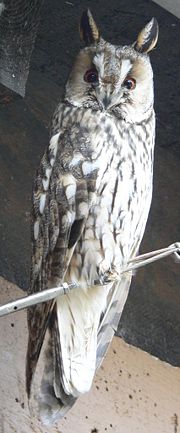 A long-eared owl, Asio otus, in erect pose.