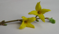 A forsythia flower