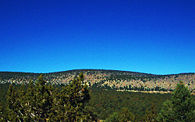 Pinion Juniper forests cover large areas of the north and central parts of the state.