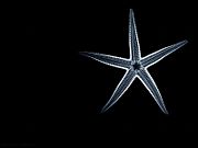 Starfish skeleton