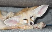 Pet scratching an ear