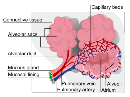 Image:Alveolus diagram.svg