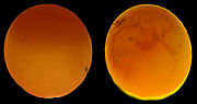 Two parrot eggs (Amazona aestiva xanthopteryx) six days old, lit from below. The left egg is infertile, the right contains an embryo with a visibly beating heart. Arteries can be seen growing over the yolk.