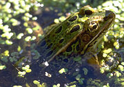 Adult leopard frog