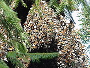 Monarchs at the Angangueo overwintering site in Mexico.