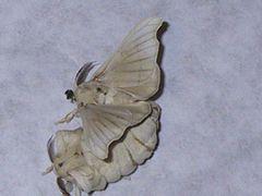 Paired male (above) and female (below)