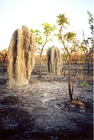 Termite cathedral mounds in an area blackened by the park's annual winter bushfires.