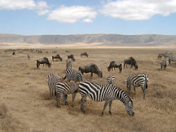 Zebras grazing with wildebeest