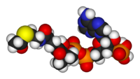 A model of acetyl-CoA