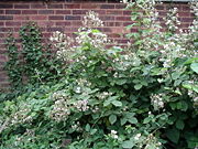 Blackberry bush in late June in United Kingdom