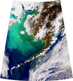 NASA satellite image of the large phytoplankton bloom in the Bering Sea in 1998. The greenish color is caused by the high concentration of phytoplankton.
