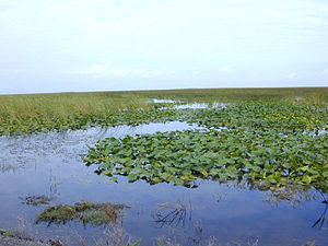 Freshwater marsh in Florida.