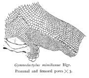 Pores on the skin are often used in classification
